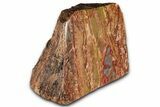 Polished Petrified Wood (Araucarioxylon) - Arizona #352513-2
